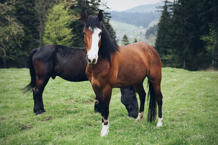 Horses
