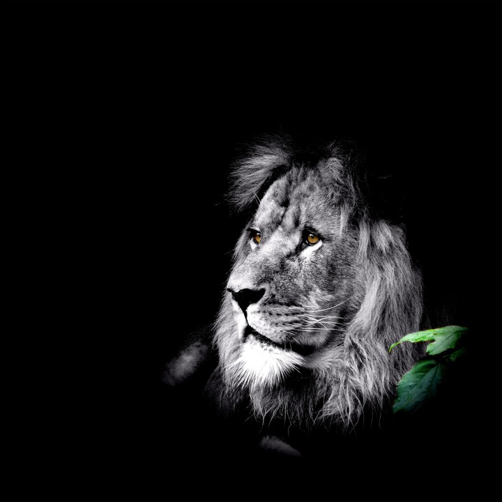 m/lion/dthstr