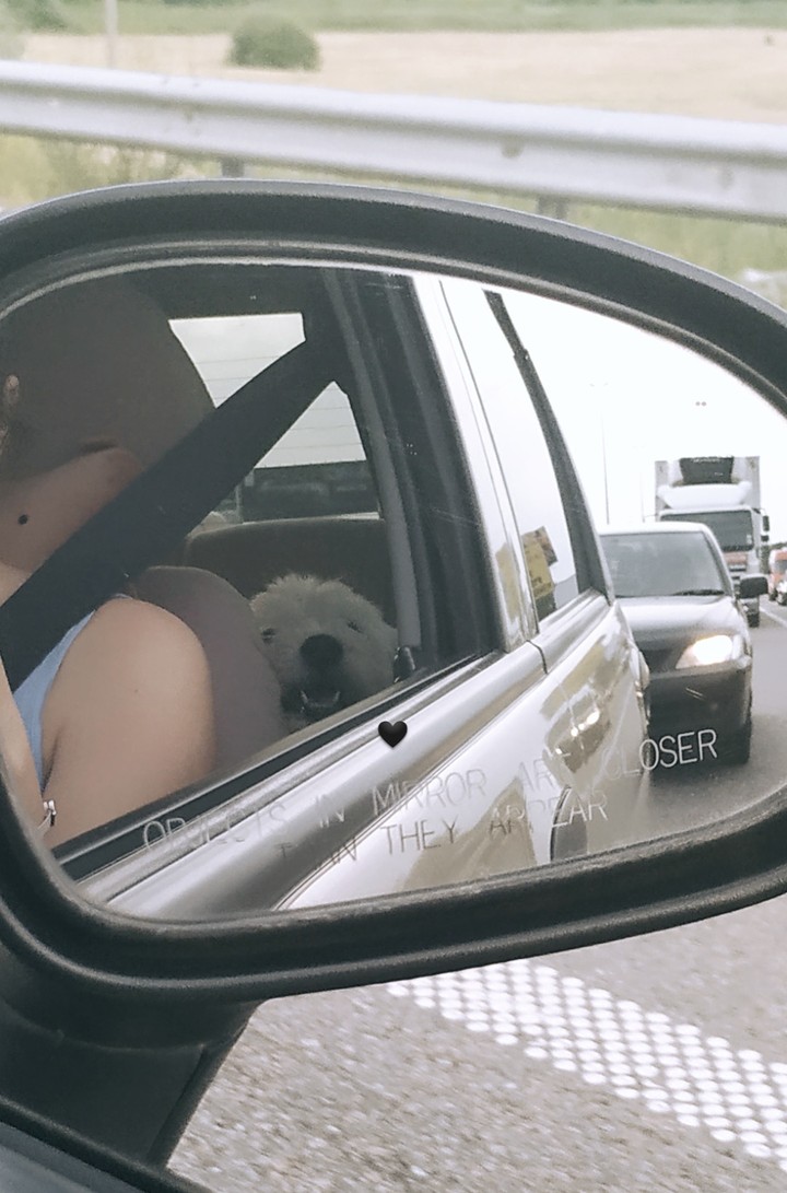 dog in the car