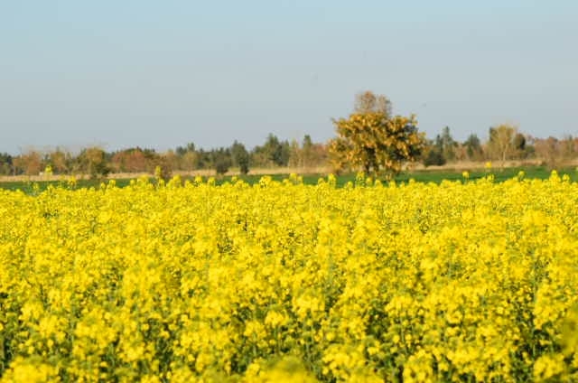 Natural