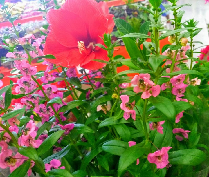 flores