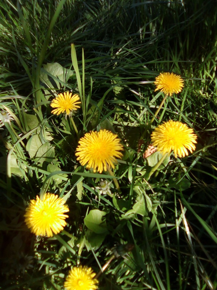 flower's
