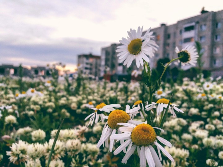 summer field