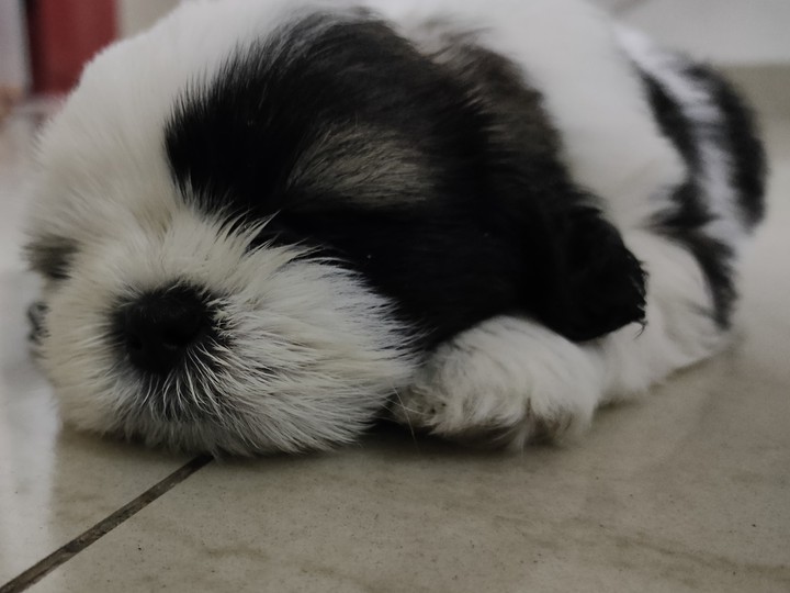cute tired dog