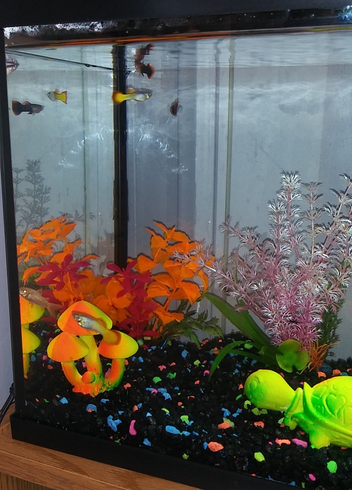 MY FISH