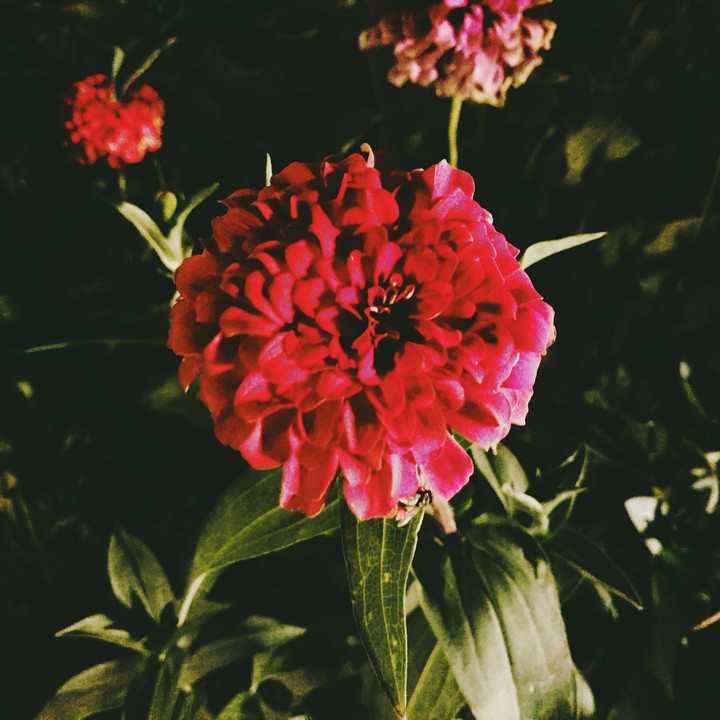 flower