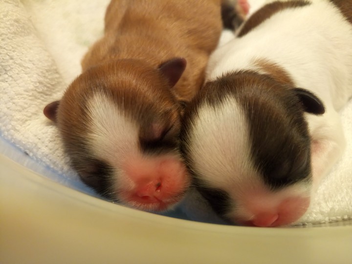 shih tzu babies born today, Oct 11, 2018. ❤️