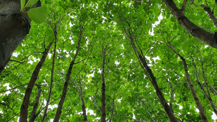 Big green magnolia tree
