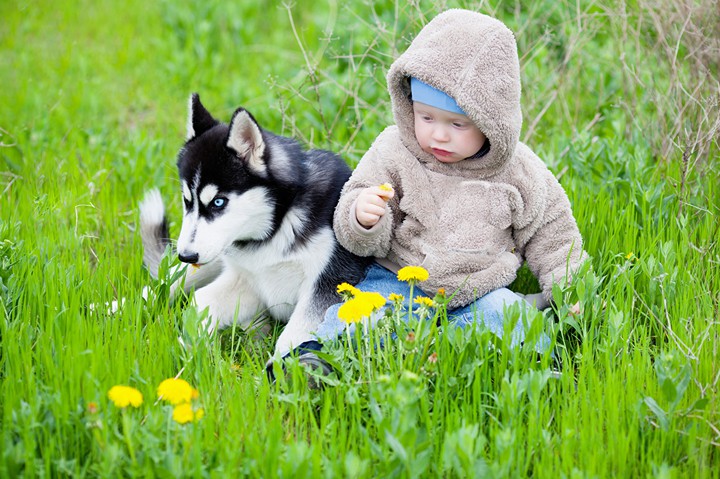 beautiful baby play with husky
