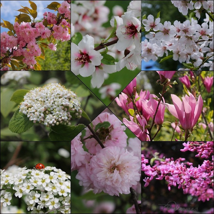 O.V. ❇️ my Spring