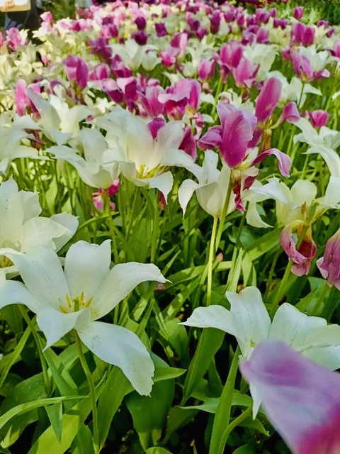 tapety pink, Yellow