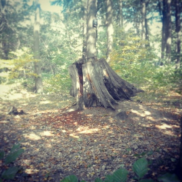 war im Wald