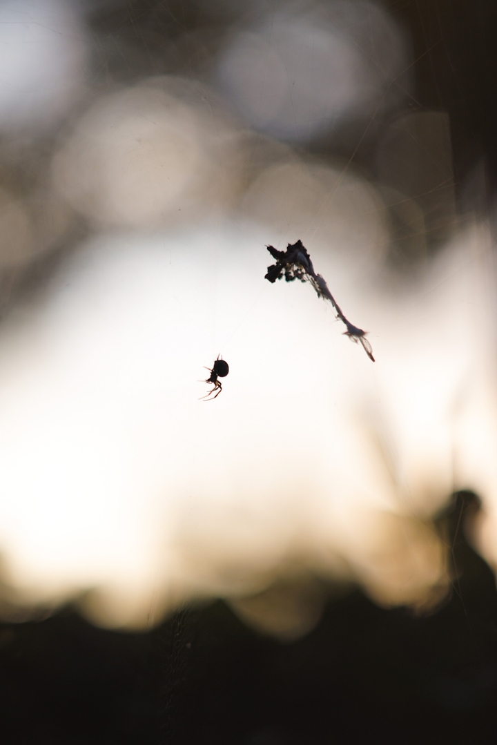 spider