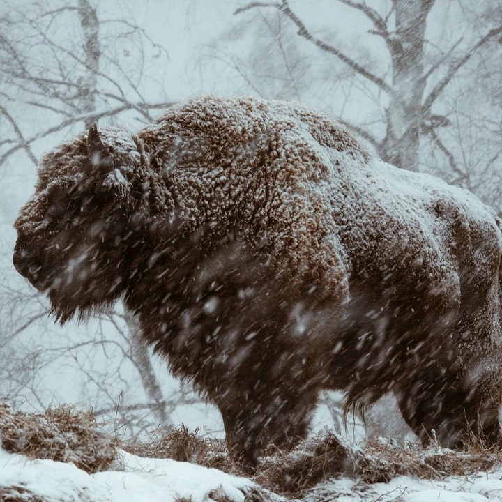 bison