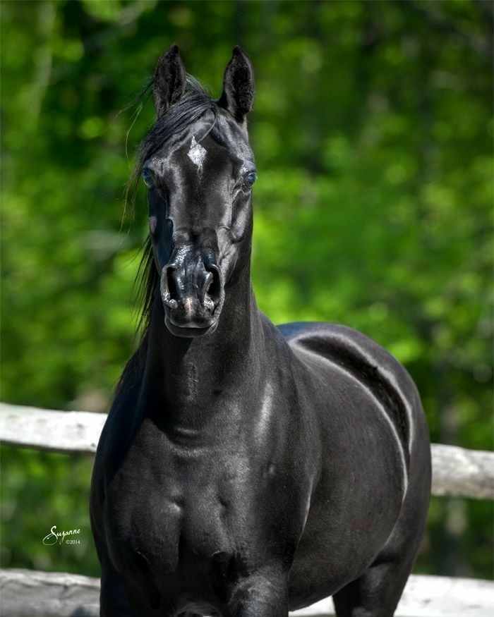 All The Pretty Horses 4