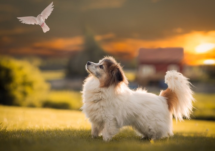 ↪❣ Cute Dog ❣↩