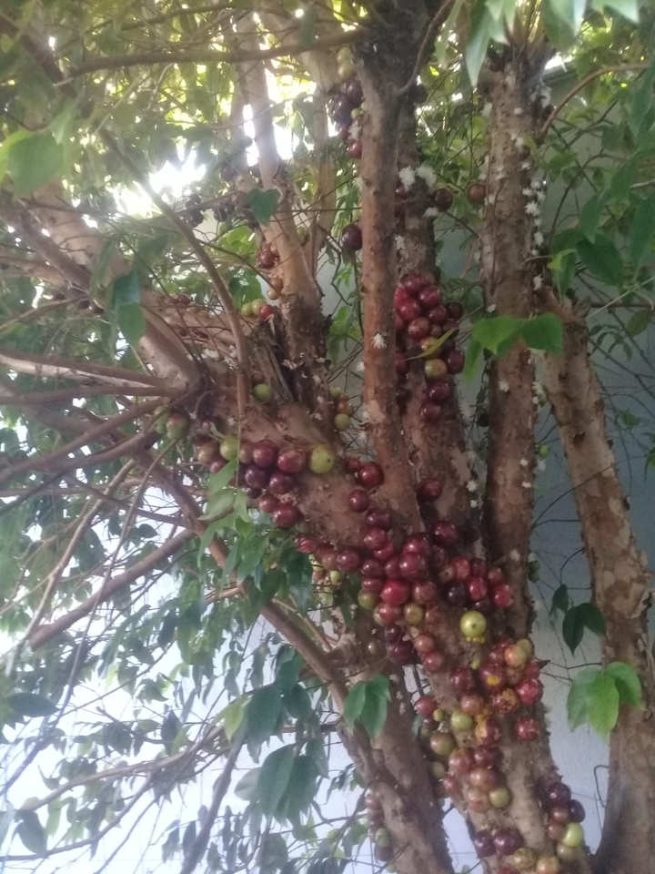Jabuticaba