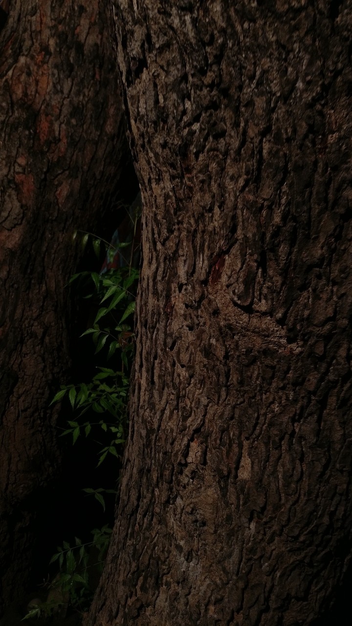 tree