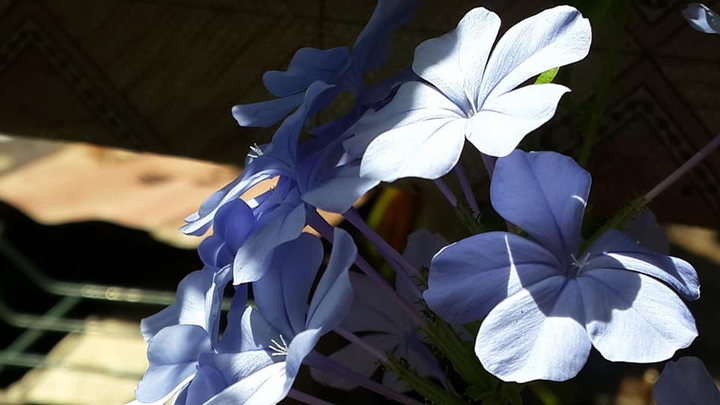 blue flower