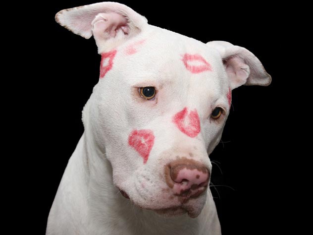 dogg