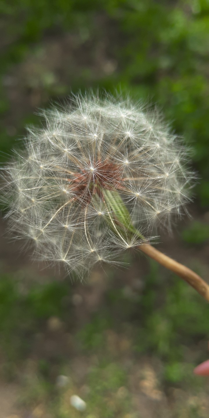 dandelion beautiful