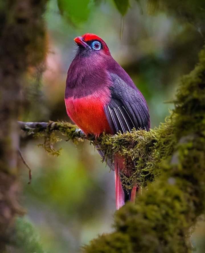 bird