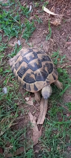 Fearless turtle