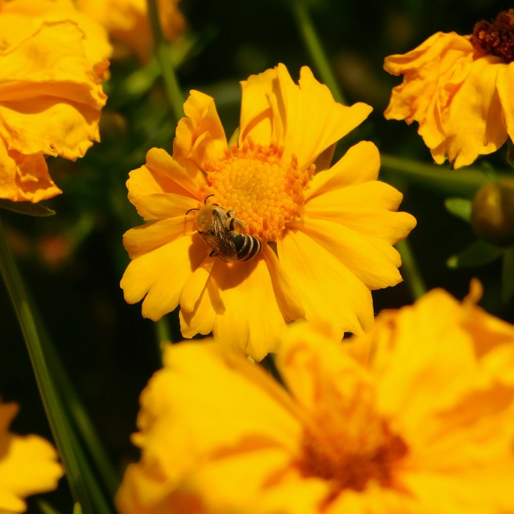 Bienenfreundlich
