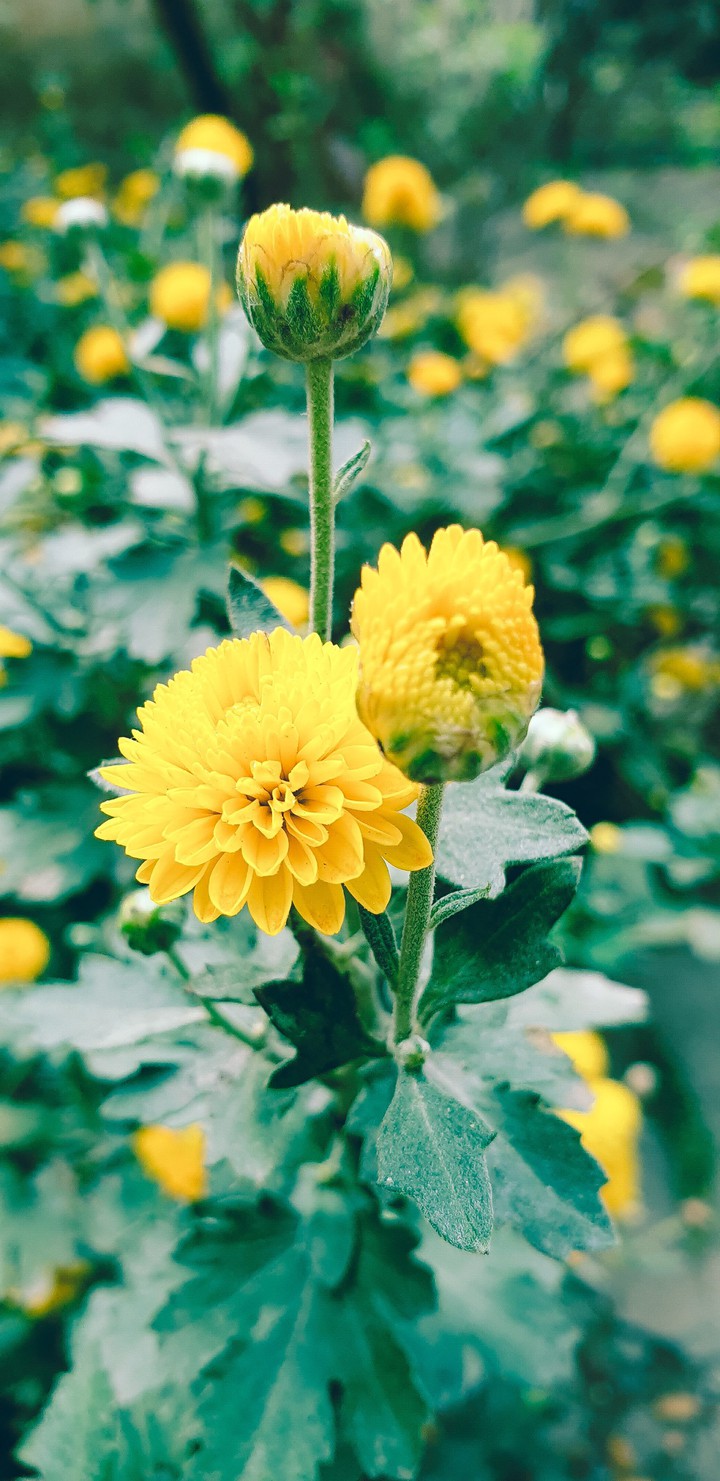 flowers