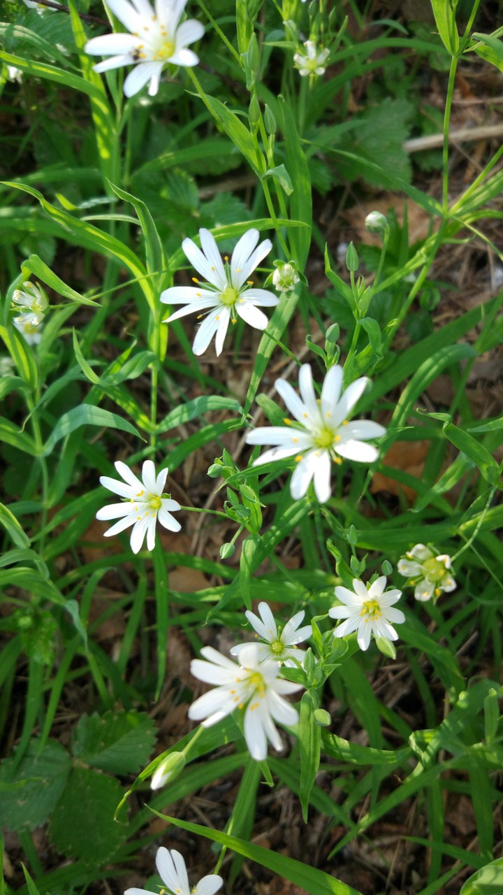 Spring flowers