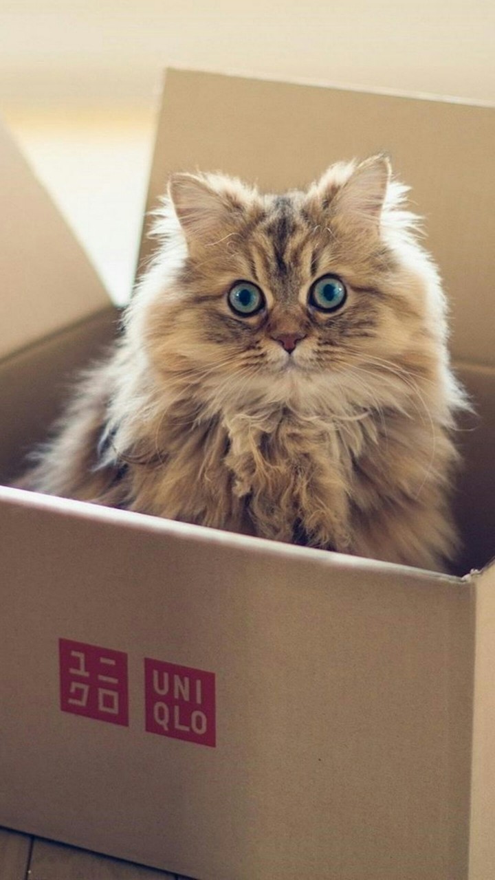котик