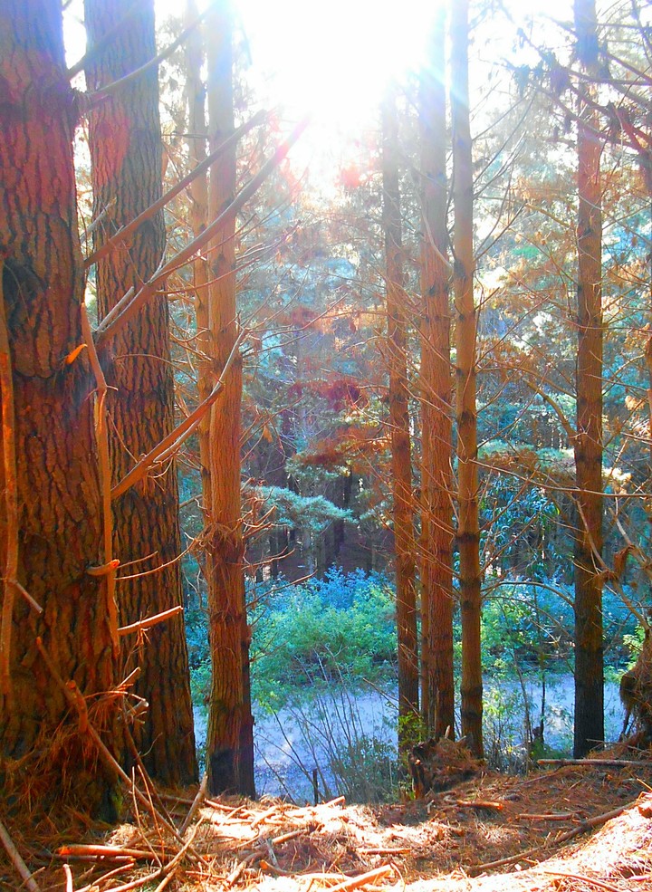 Forest Chile