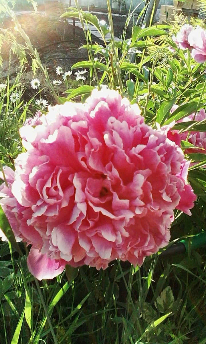 pink flower