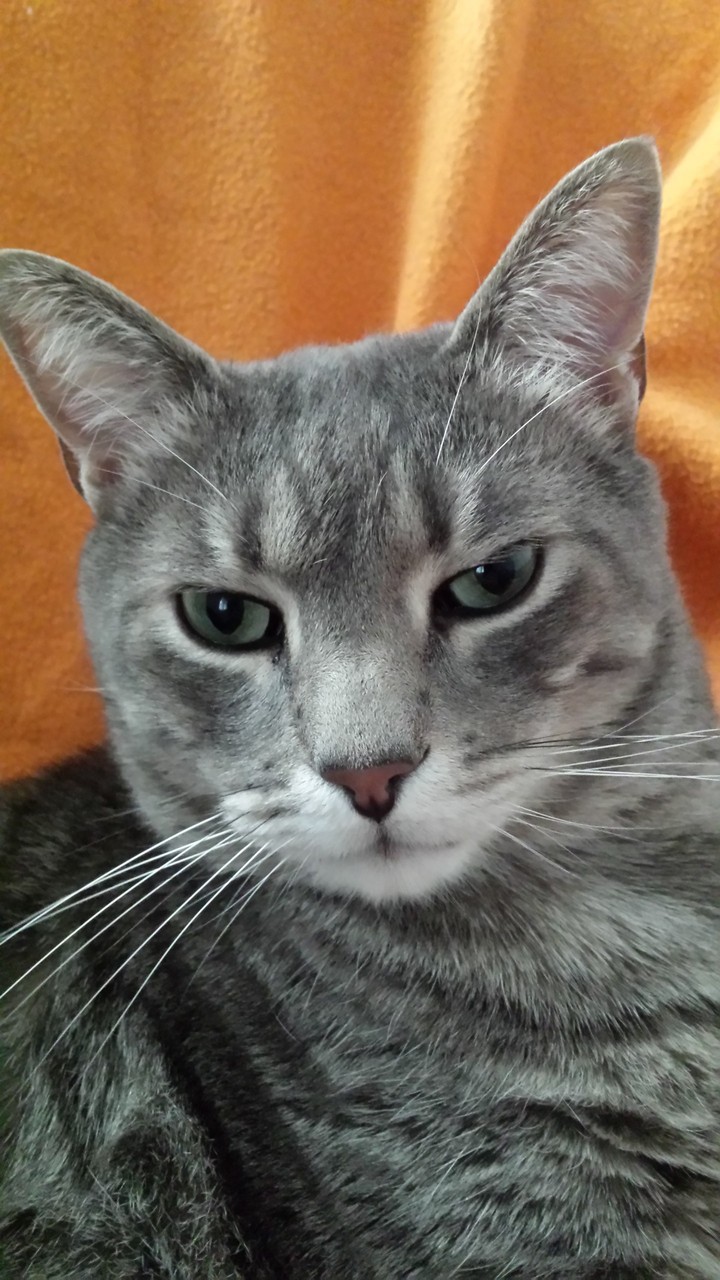 Yoda