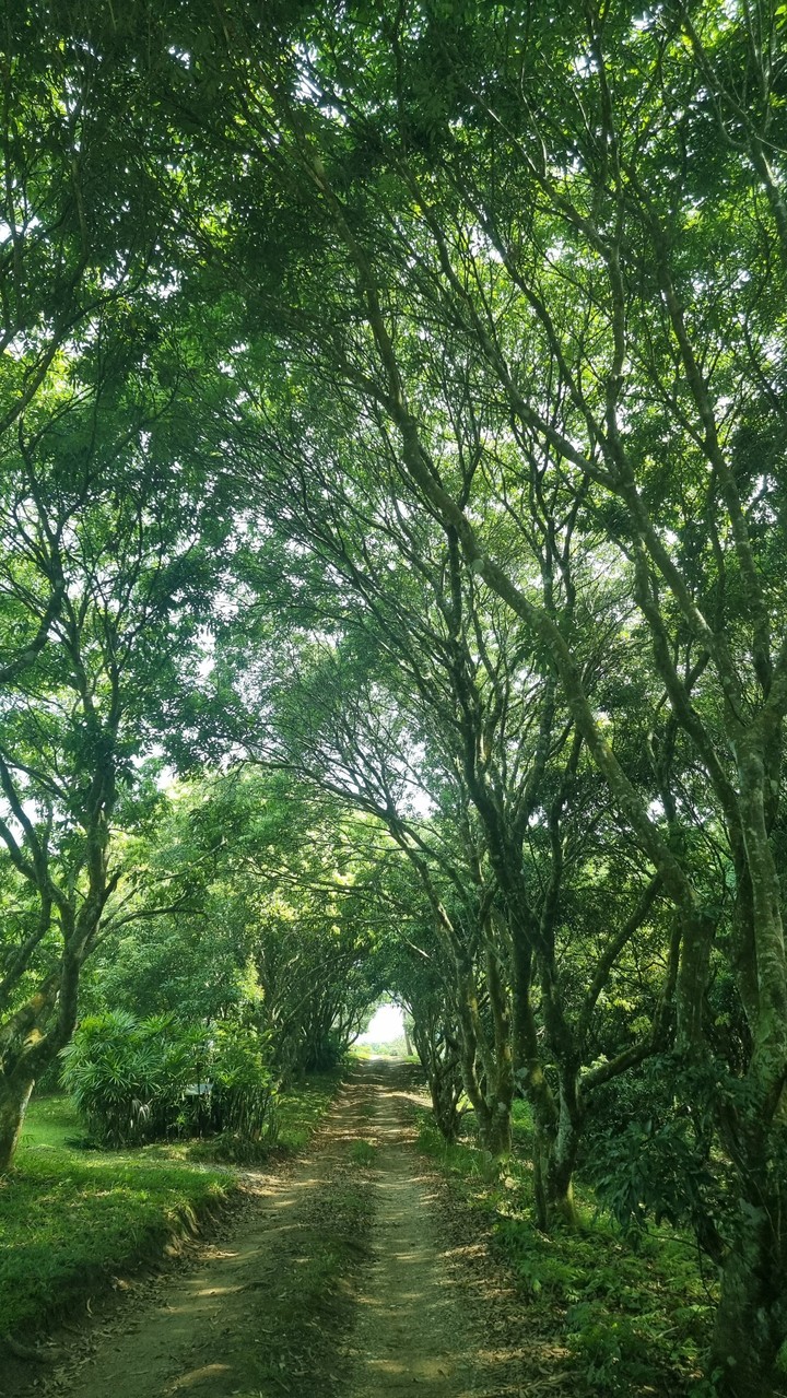 Forest