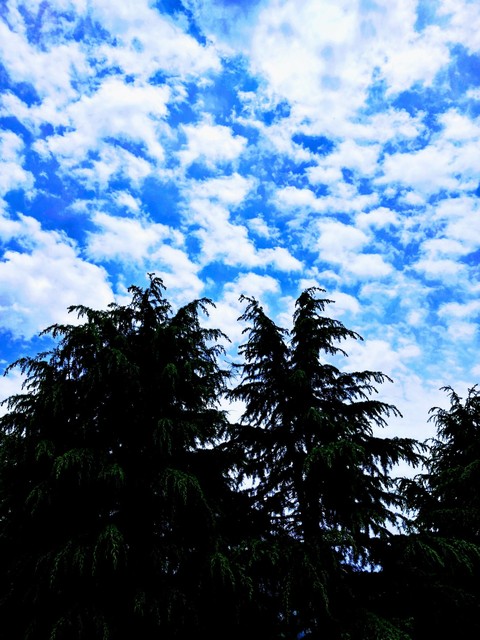 Sky, clouds and trees (Perfect combination)