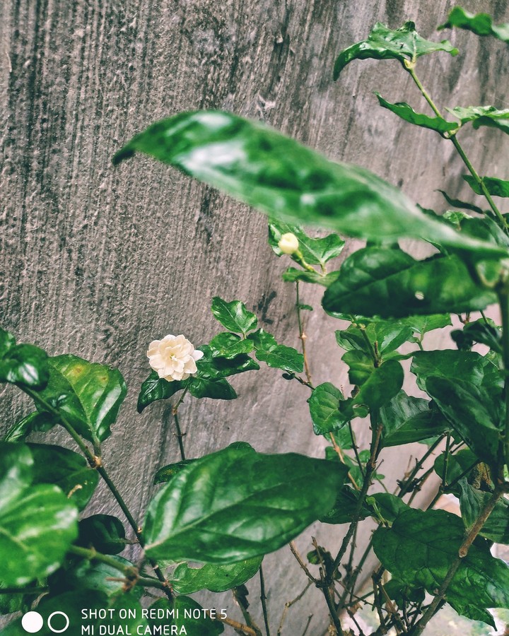 little flower