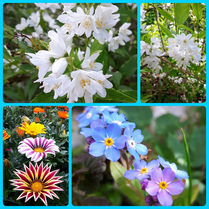 flowers gardens