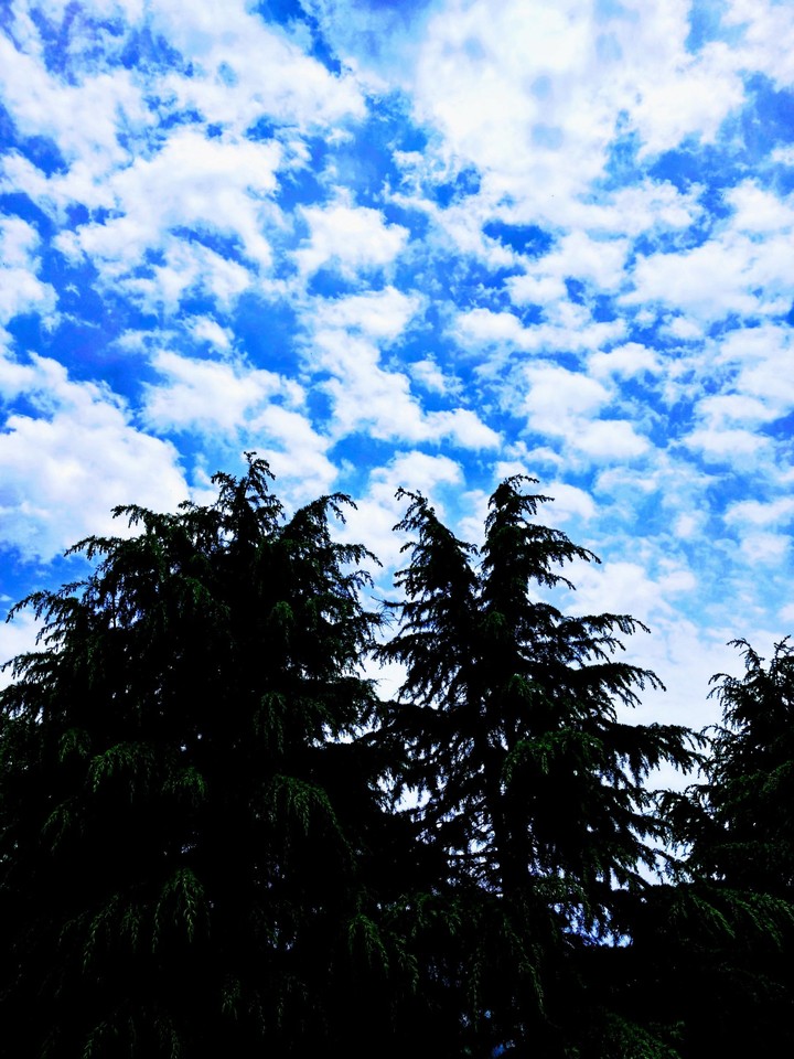 Sky, clouds and trees (Perfect combination)
