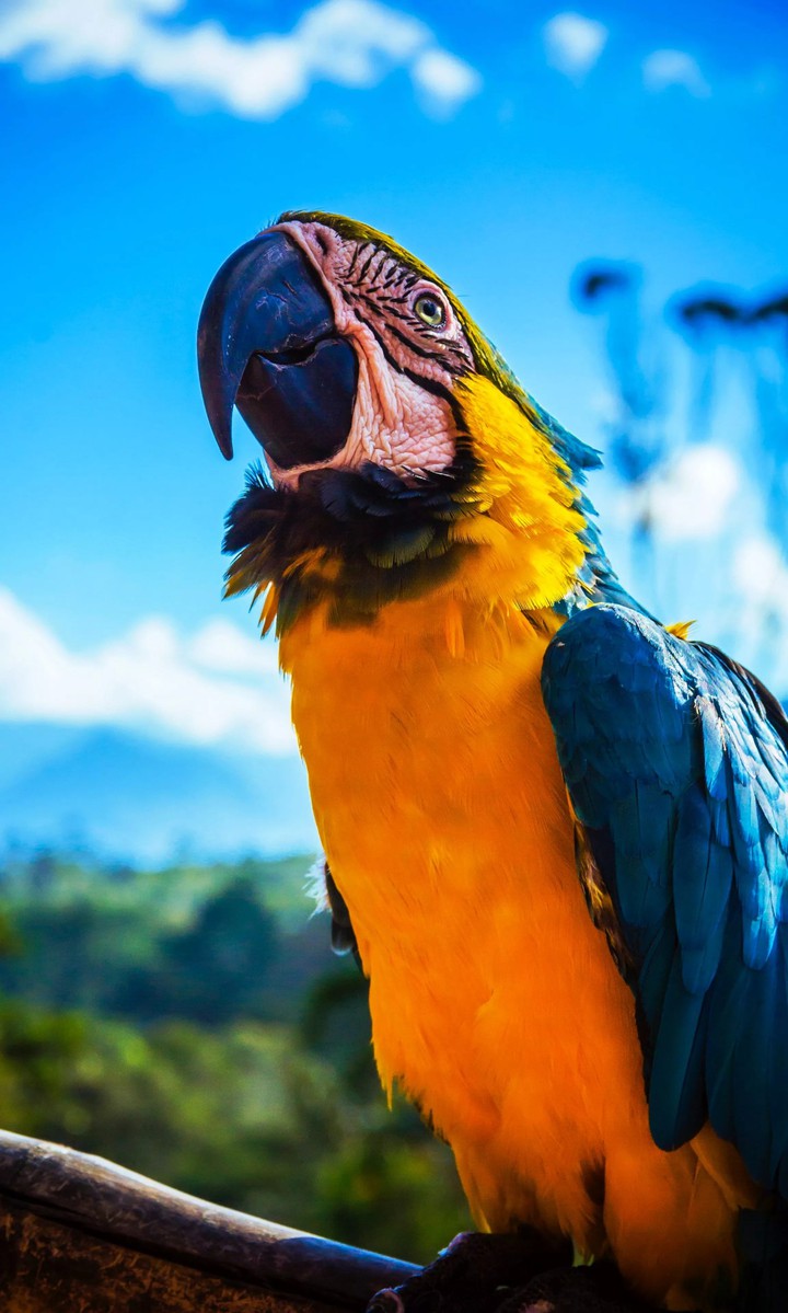 Macaw