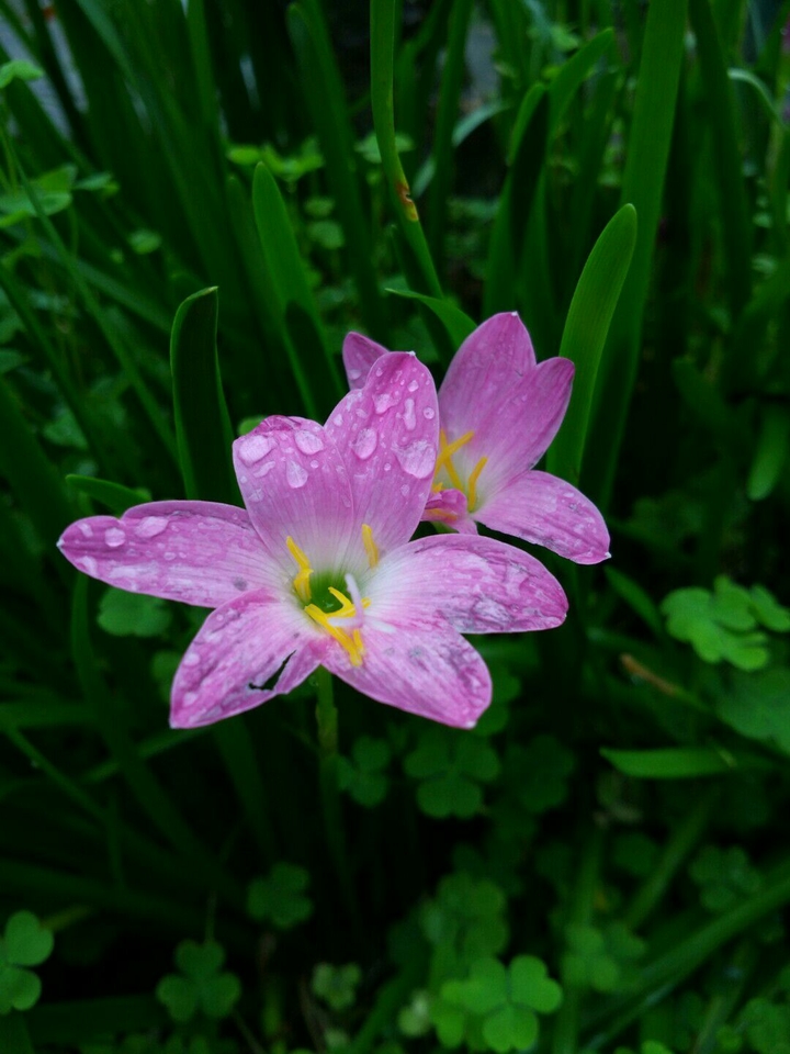 Pink flower with rain drops and green grass