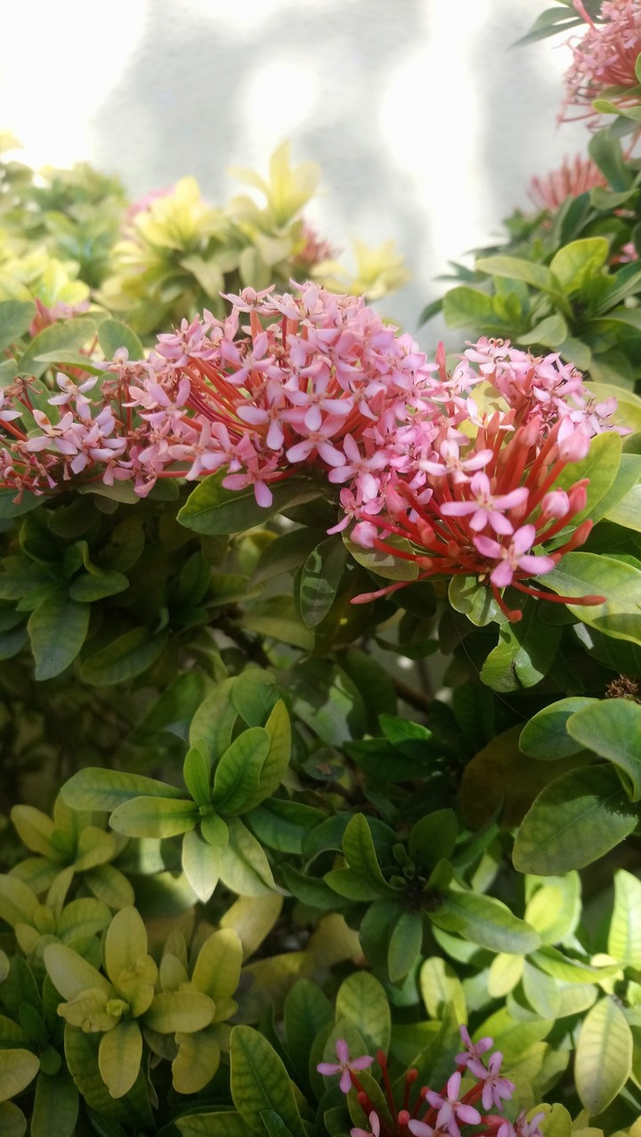 flower's