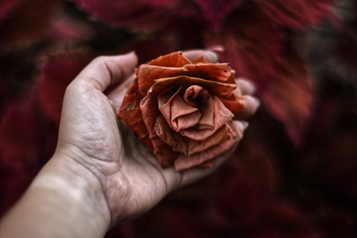 Rose