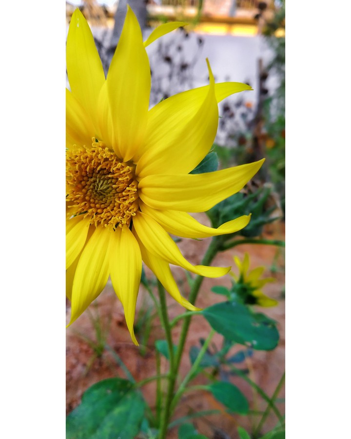 sun flower