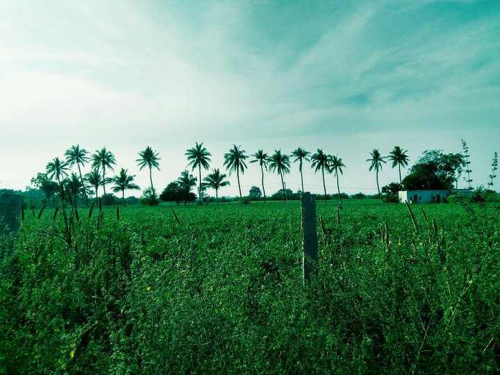 greenery