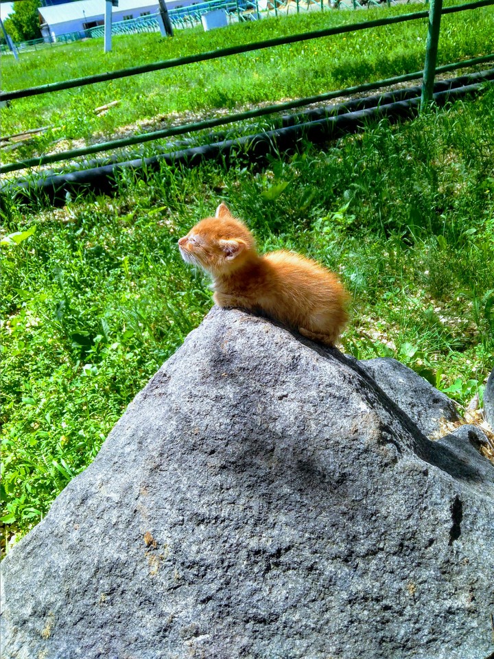 Tymen, kitten in the sun/ Тюмень, котёнок на солнце