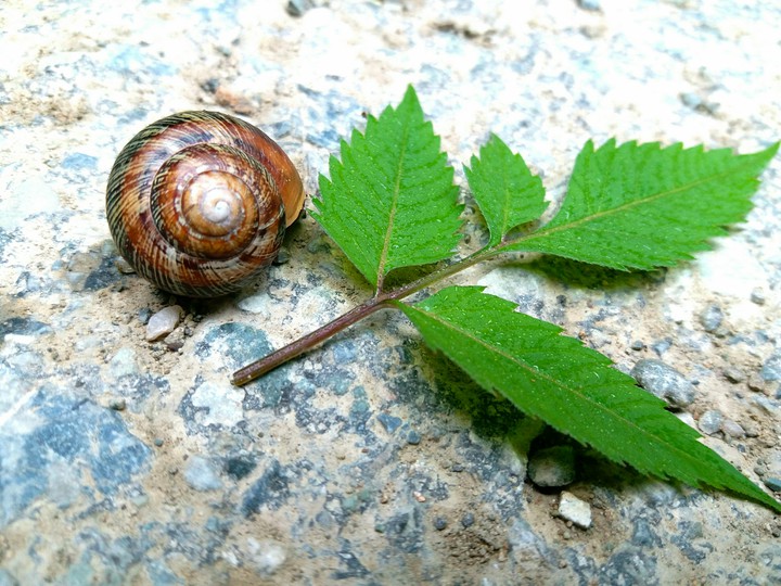 Snail