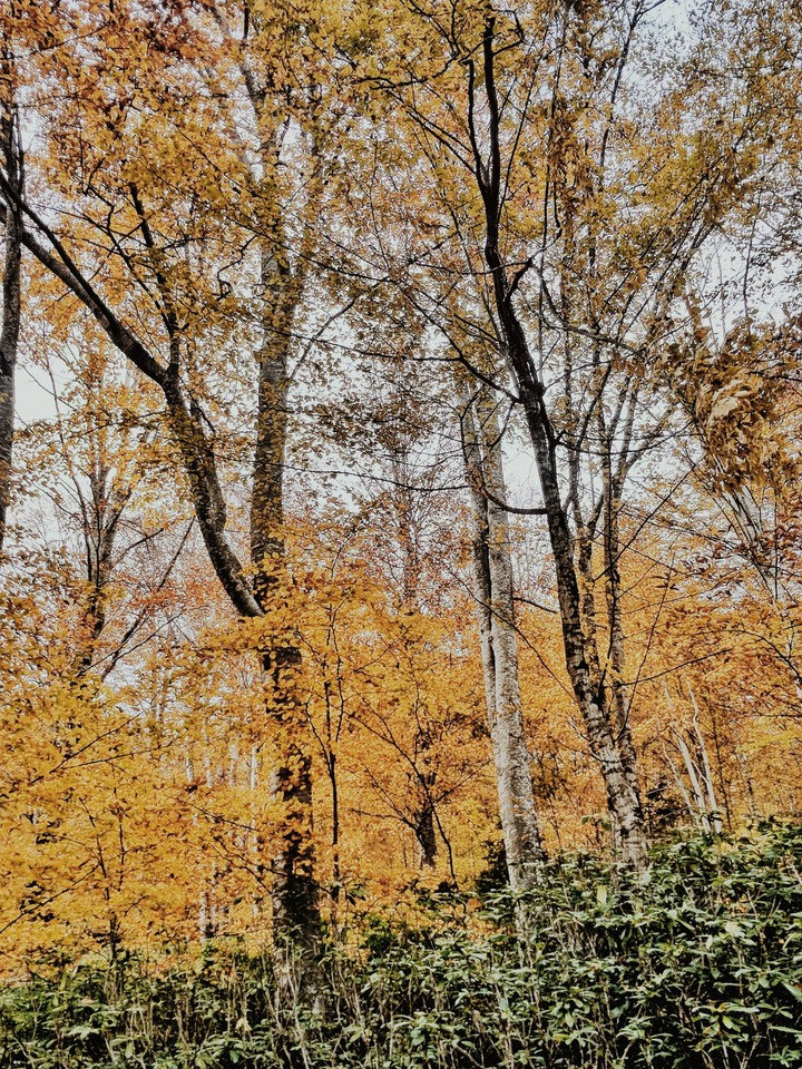 forestt