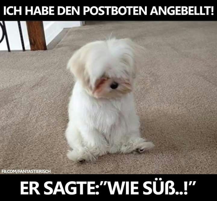 sad dog