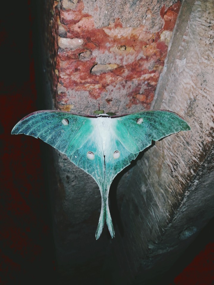 butterfly